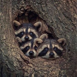 Meet your Posher, Krystal